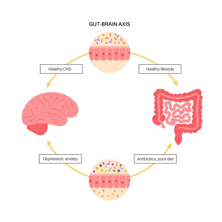 The gut brain connection